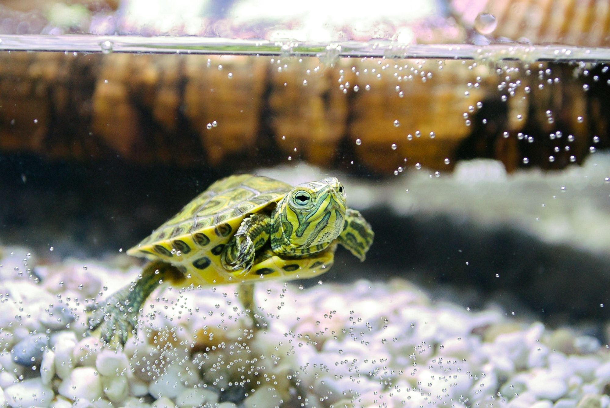 Wikihow Turtle Do Turtles Need A Filter? The Significance of Filtration