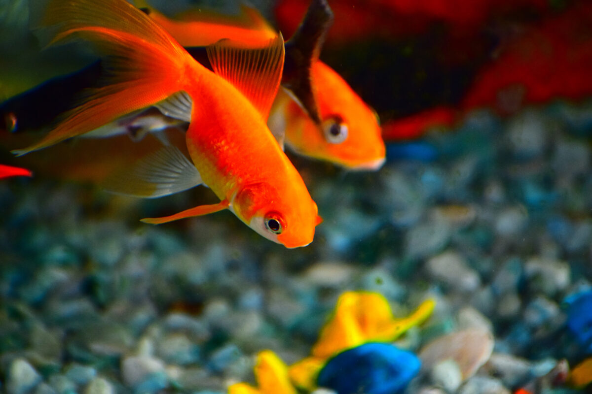Comet Goldfish: Species Profile, Diet, Tank Setup and More