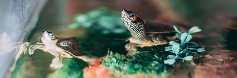 Two Turtles Swimming Above Water Inside Aquarium