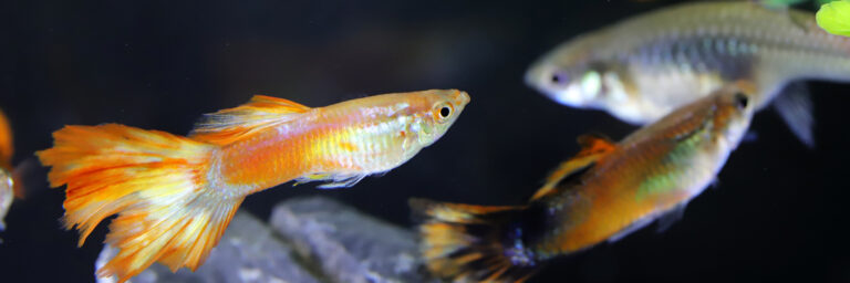 Featured Image 30 gallon fish tank heater