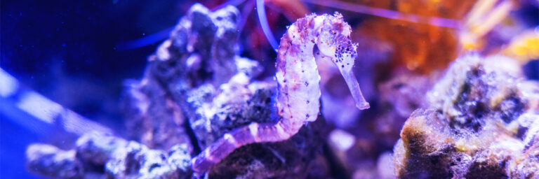 Featured Image - Seahorses
