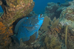 Parrotfish 101: Species Profile and Complete Care Guide [year]