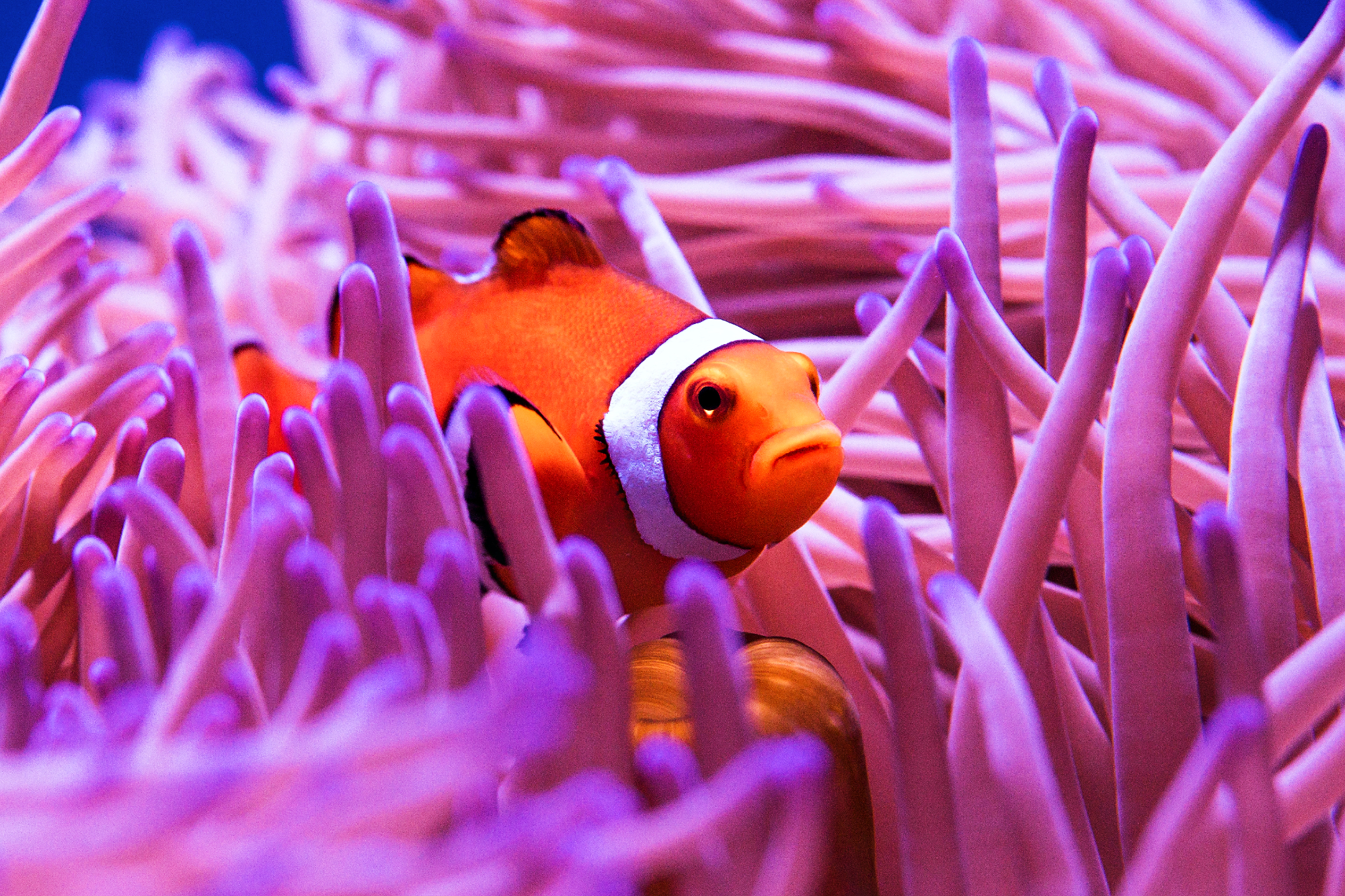 Clownfish Care: Complete Beginner's Guide ([year])