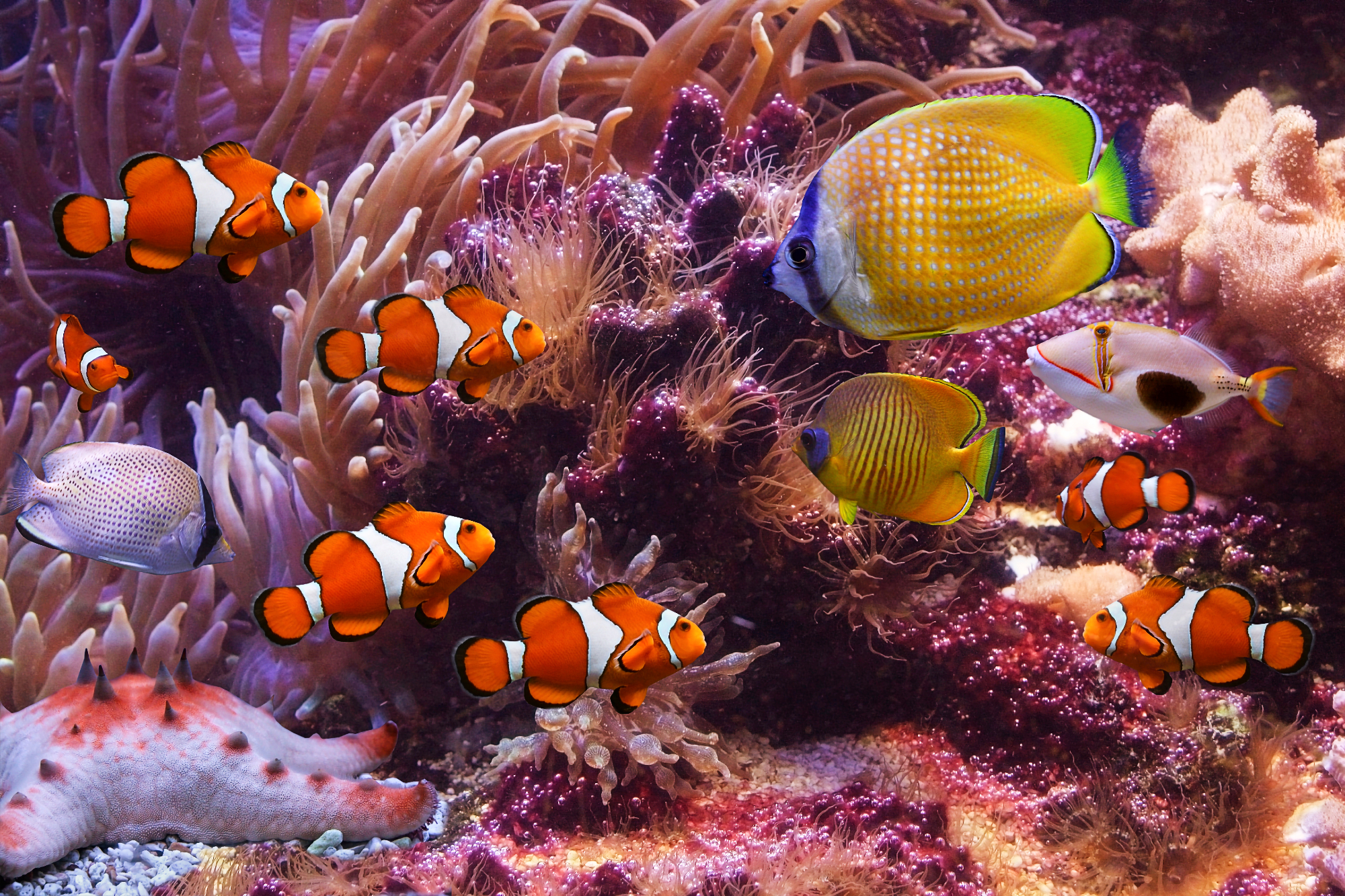 Clownfish Care: Complete Beginner's Guide ([year])