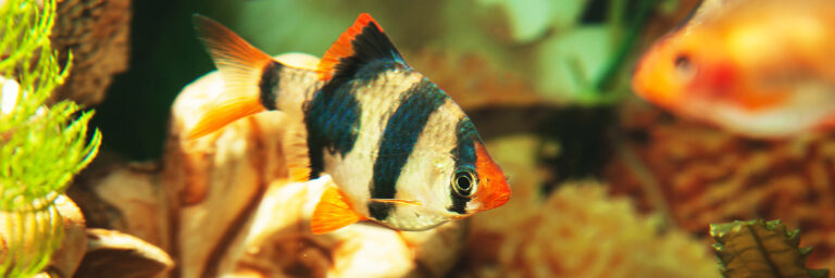Featured Image - PT-0088 - pregnant tiger barbs