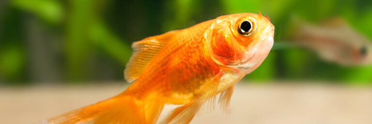 Featured Image - PT-0089 - Goldfish Gender