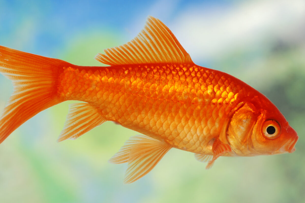How to Identify Goldfish Gender ([year] Detailed Guide)