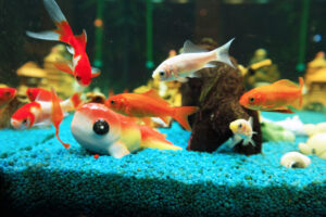 How to Identify Goldfish Gender ([year] Detailed Guide)