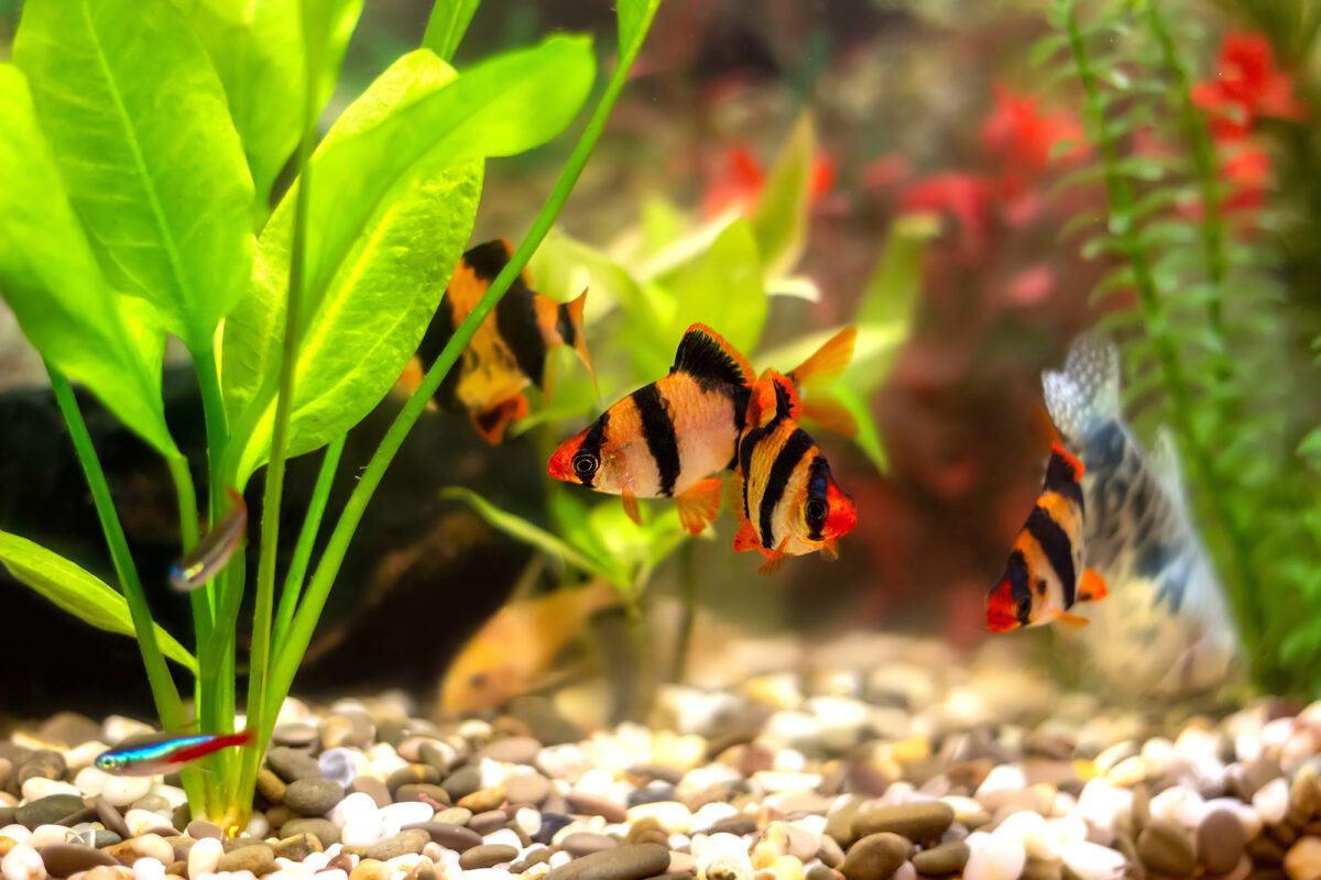 Tiger Barb: Species Profile and Complete Care Guide