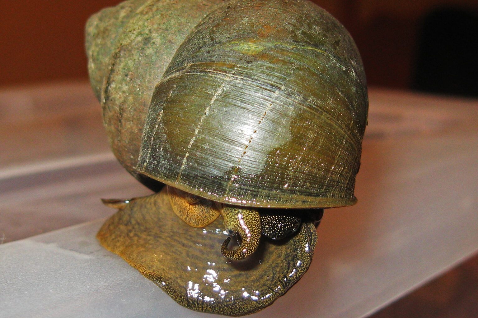 Japanese Trapdoor Snails 101 Complete Care Guide ([year])