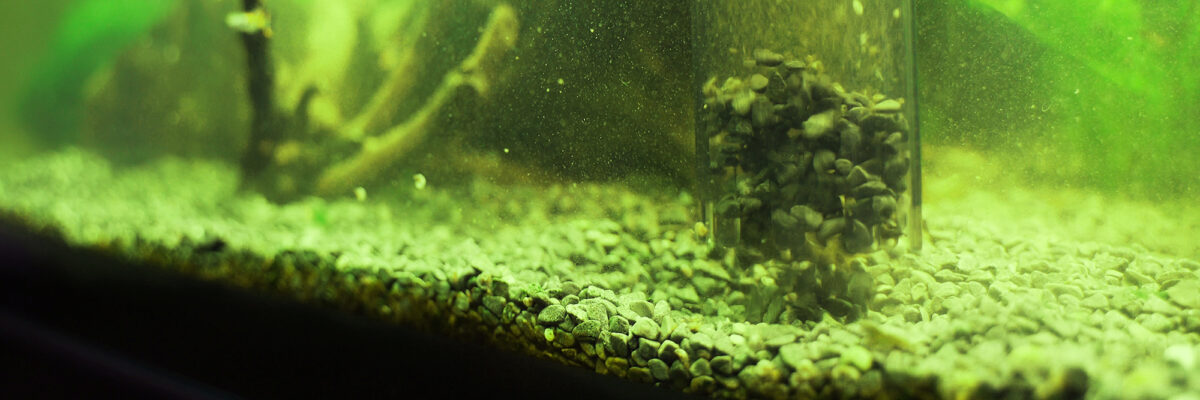 Curated visual reference: Gallery Detail: How To Get Rid Of Algae In Aquarium Removal And
