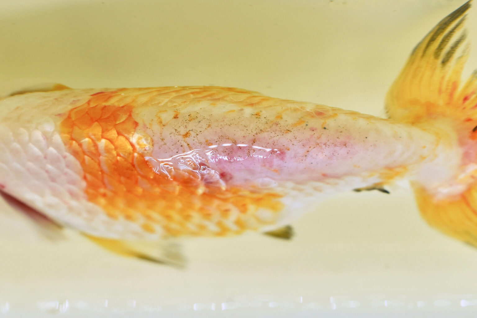 WHY is your fish losing scales? Do they grow back? ([year] guide)