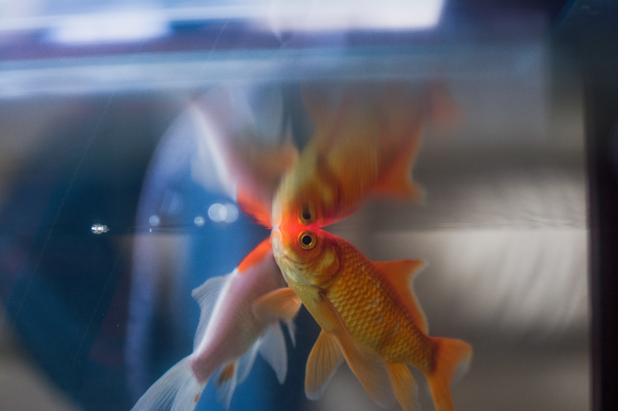 Image showcasing Goldfish Tank Setup Ideas: Complete Setup Guide ([year])