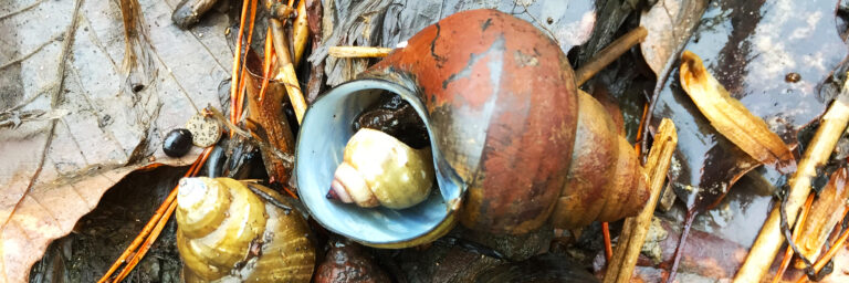 Japanese Mystery Snail
