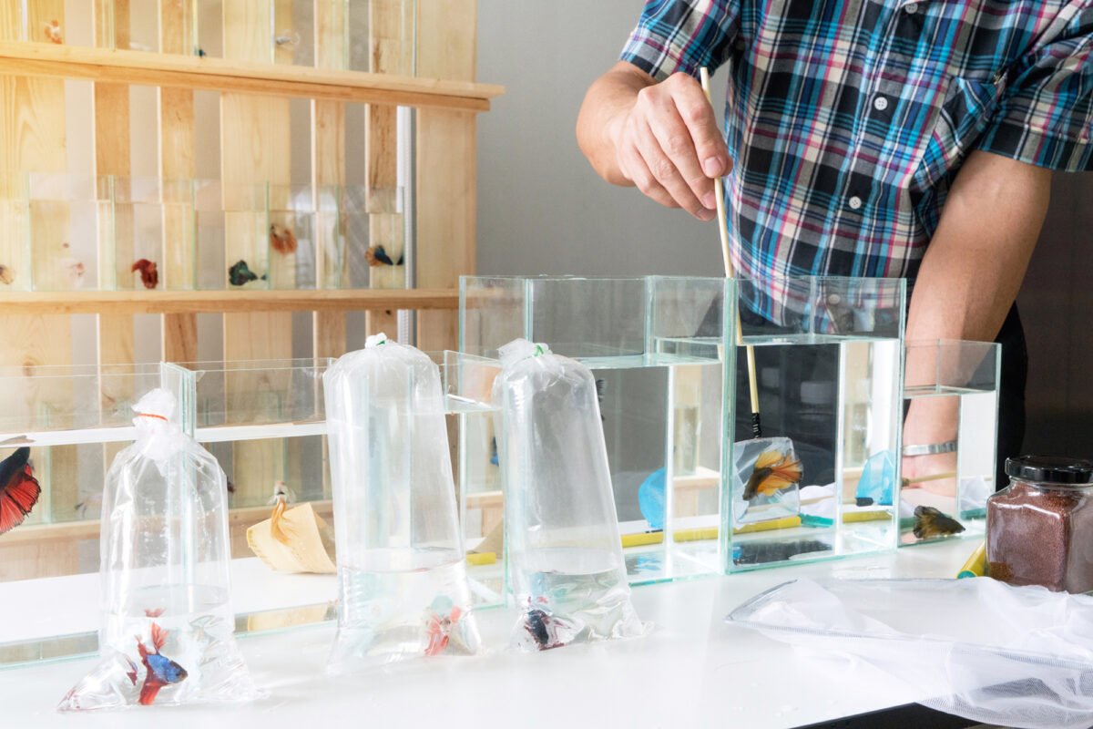 Photo inspiration: Overwhelmed By Options Your Friendly Us Guide To Decoding Fish Reference: Divided Betta Fish Tanks Set Up Benefits And DIY Options