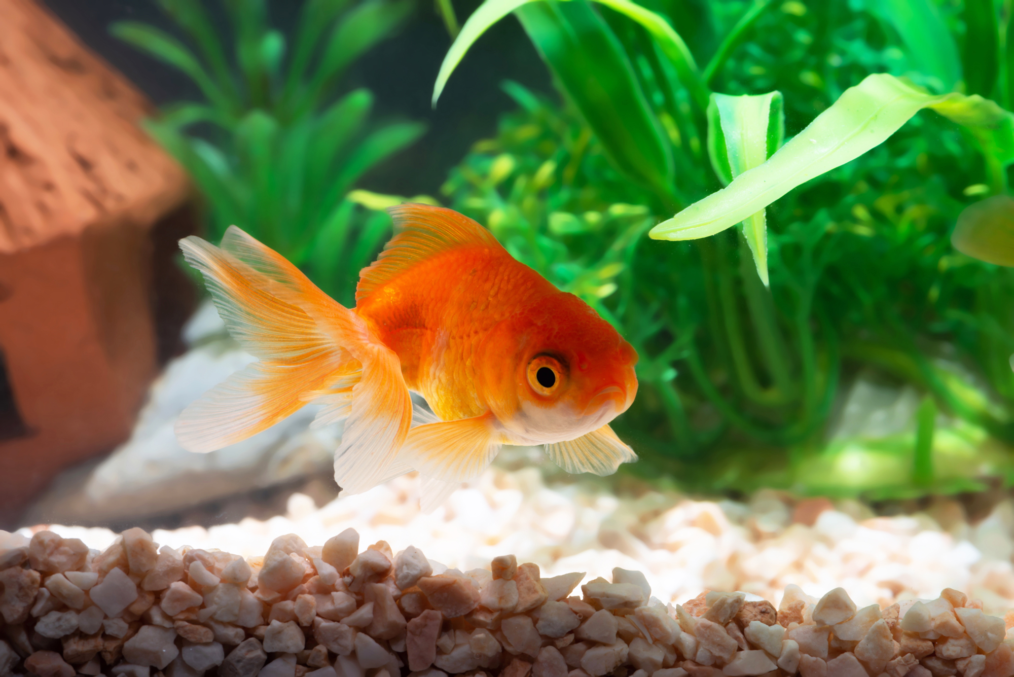 Goldfish Sitting on Bottom of Tank? (Treatments and Causes)