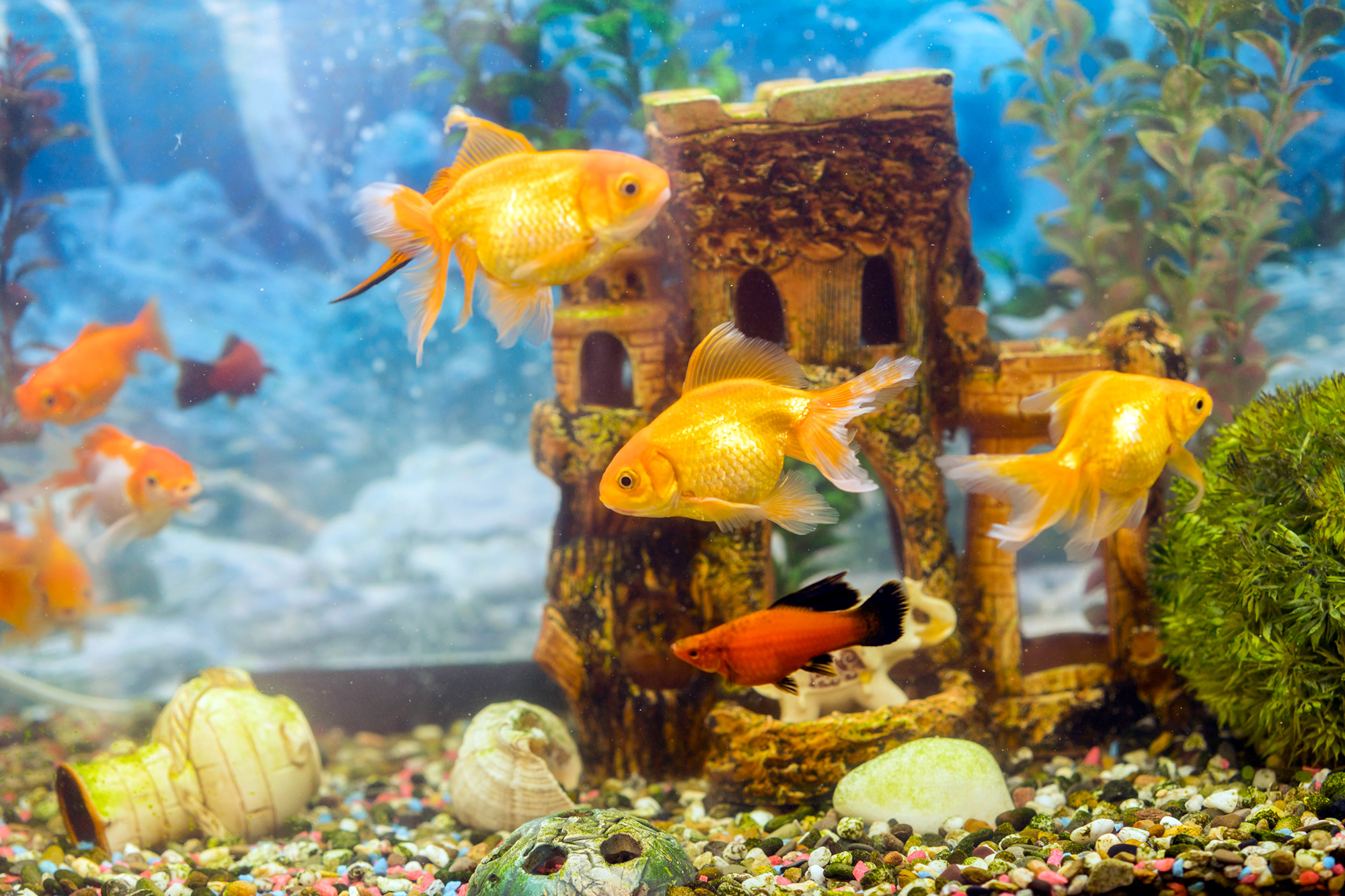 Can Goldfish Live in a Bowl? Important Things You Should Know