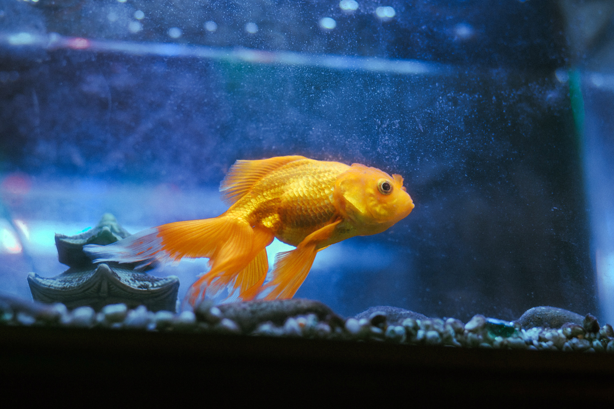 Goldfish Sitting On The Bottom Of The Tank
