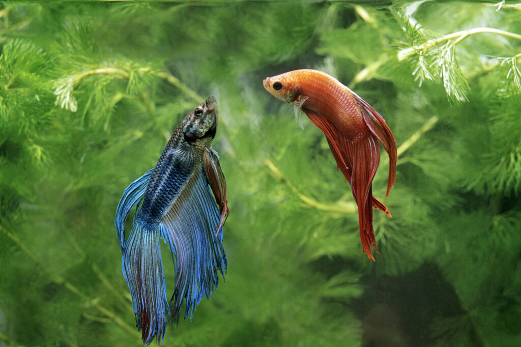 View of What Is The Ideal Betta Fish Tank Size? ([year] Detailed Guide)