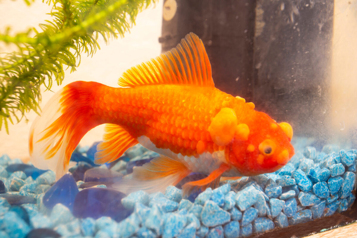 Goldfish Sitting on Bottom of Tank? (Treatments and Causes)