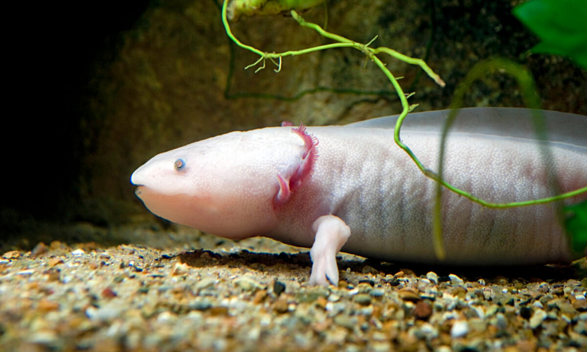 Axolotl Care Guide: Species Profile, Tank Setup, Diet & More