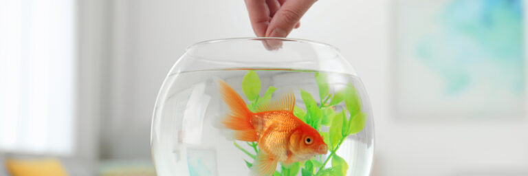 Feeding goldfish in a fishbowl