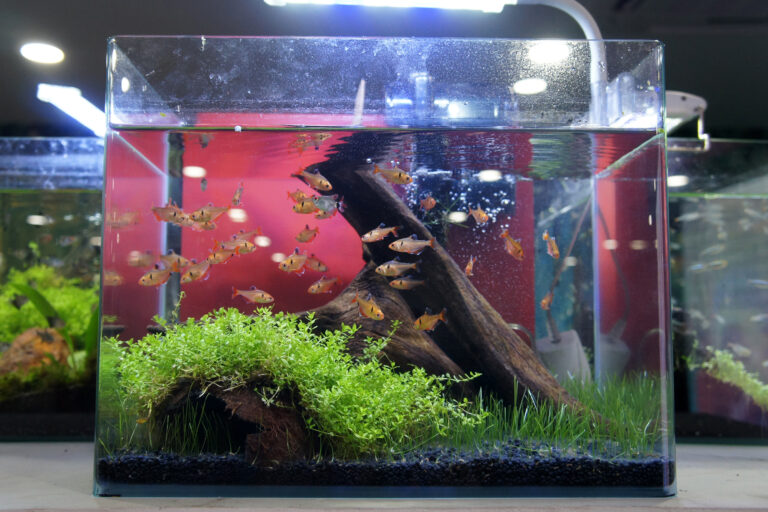 10 Gallon Fish Tank