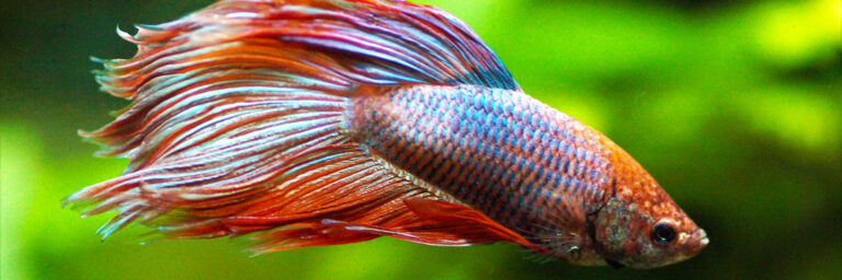 Featured Image - PT-0153 - how big can a betta fish get