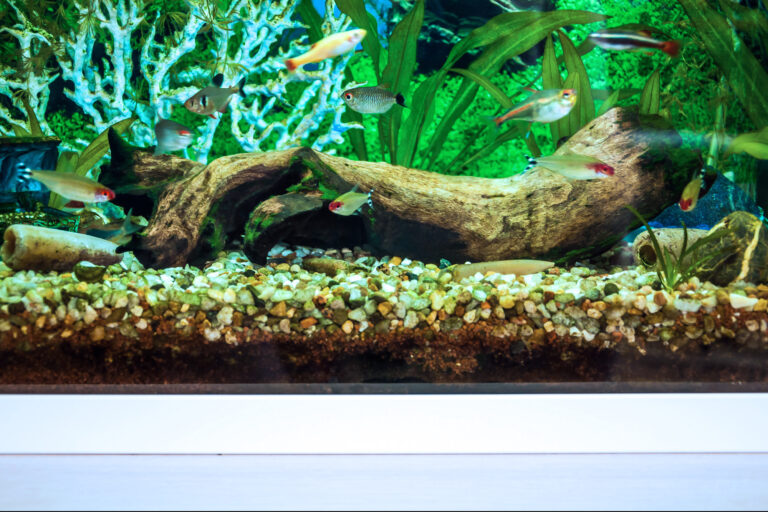 Fish Inside 10 Gallon Aquarium