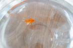 Dropsy In Fish: Causes, Symptoms & Treatment ([year] Guide)