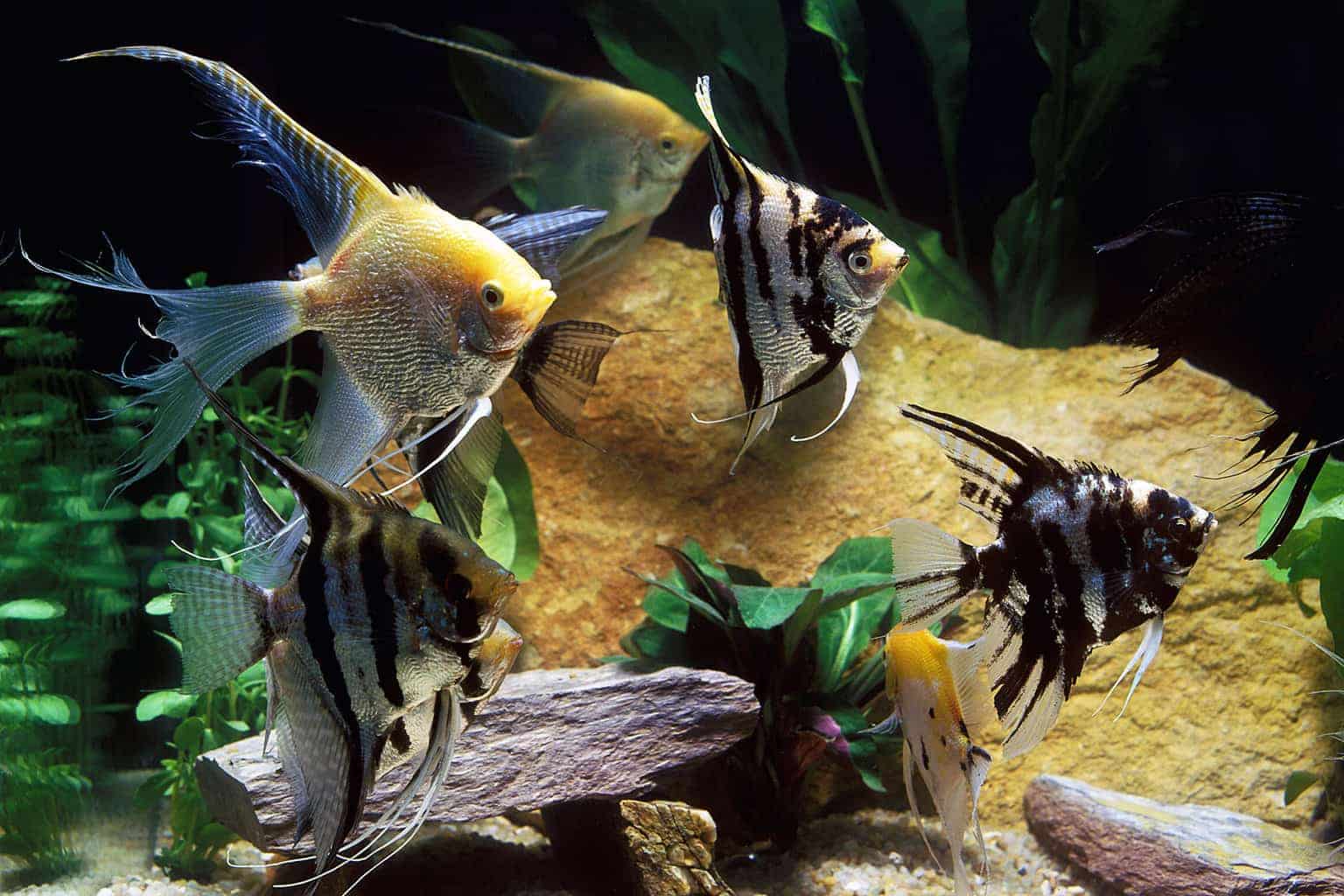 Freshwater Angelfish General Species Guide ([year])