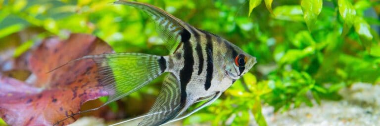 Featured Image - angelfish 2