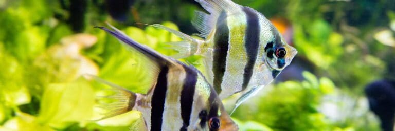 Featured Image - angelfish breeding