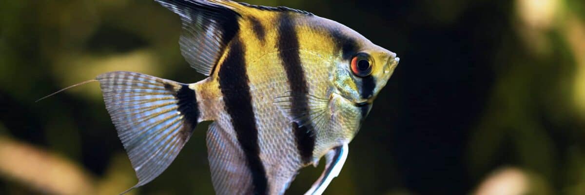 Angelfish 101: Complete Care and Species Guide [year]