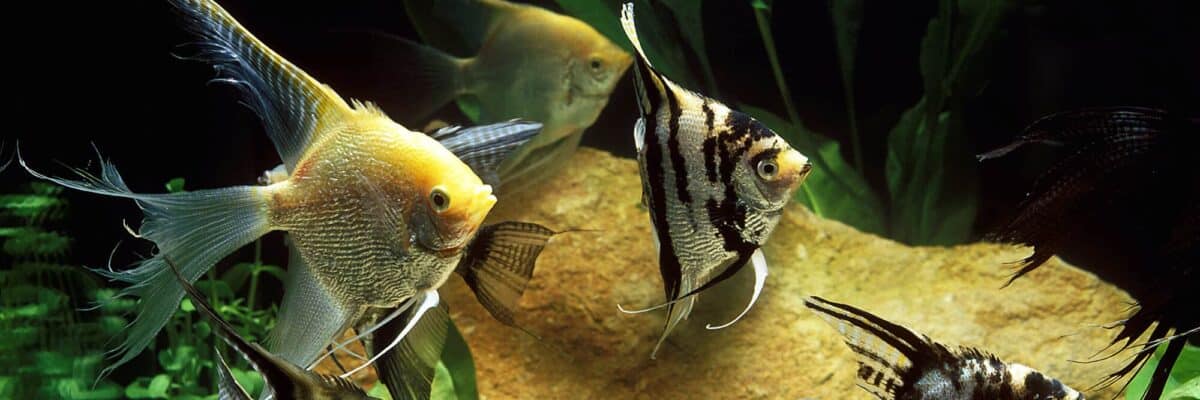 Angelfish Tankmates 101: Best Tankmates For Angelfish Guide