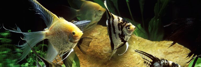 Featured Image - angelfish tankmates