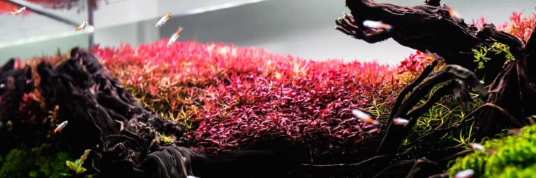 Featured Image - ludwigia repens