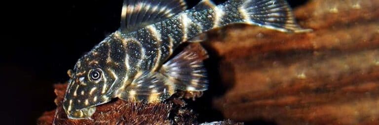 Featured Image Clown Pleco