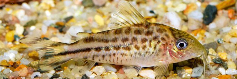 Featured Image - Corydoras Catfish