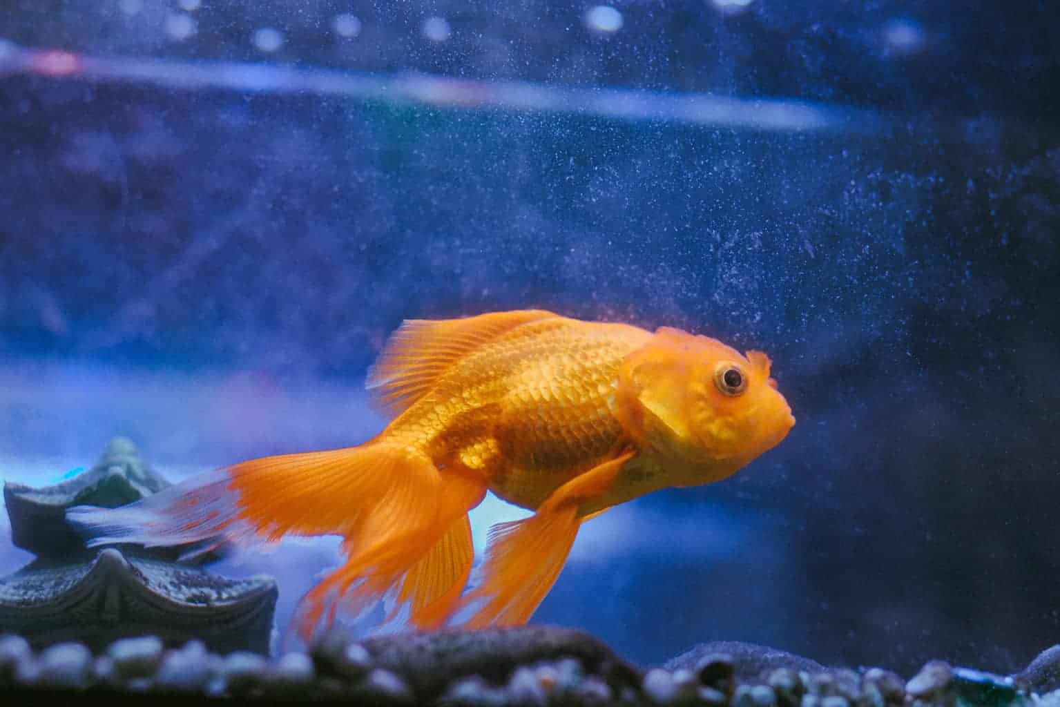 Top 25 Goldfish Facts That Might Surprise You ([year])
