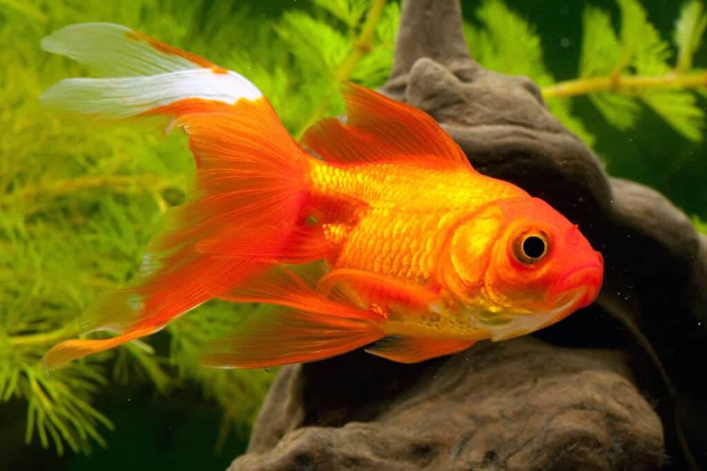Top 25 Goldfish Facts That Might Surprise You ([year])