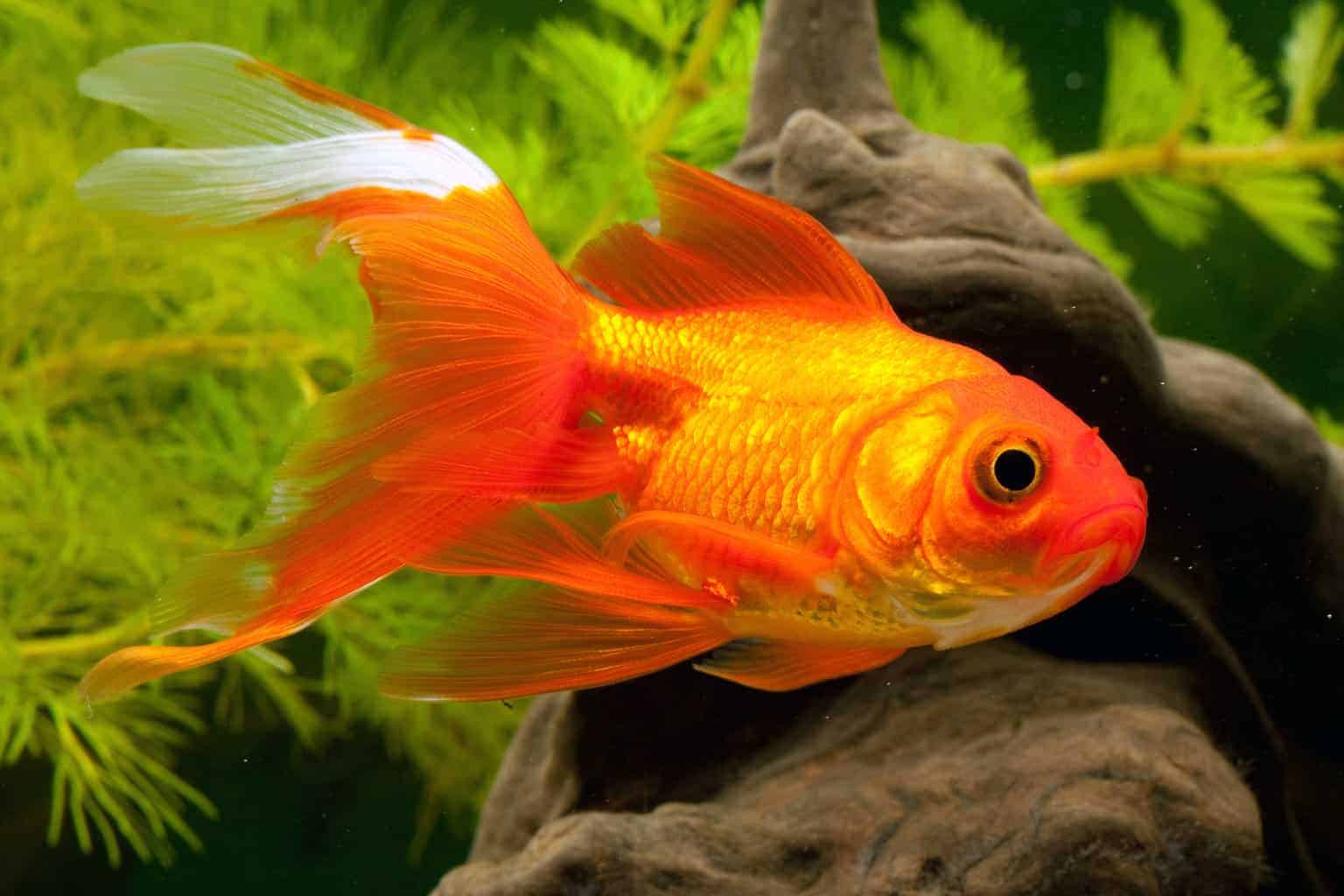 Top 25 Goldfish Facts That Might Surprise You ([year])
