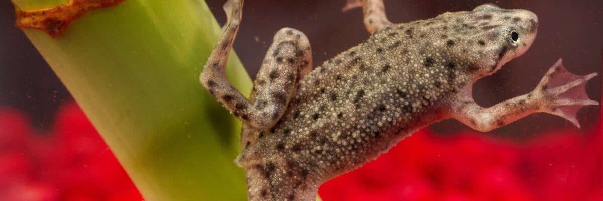 African Dwarf Frogs: Species Profile and Complete Care Guide [year]