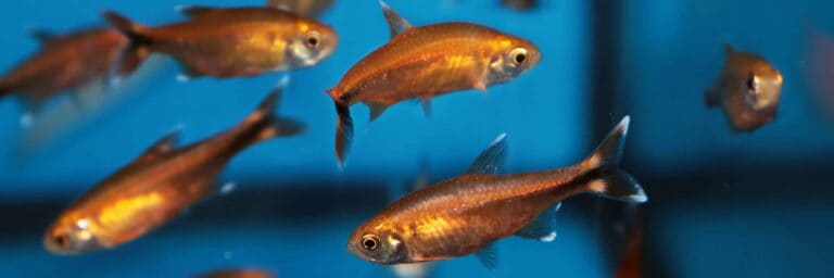 Featured Image - Silvertip Tetra