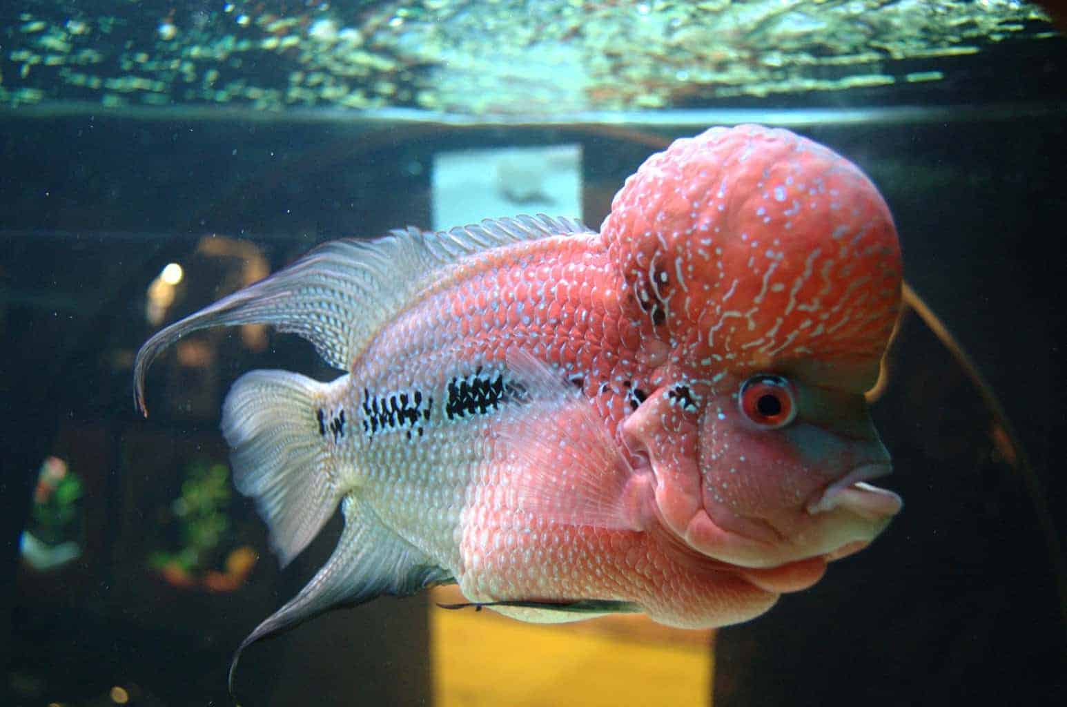 Flowerhorn Cichlid Complete Care Guide ([year])