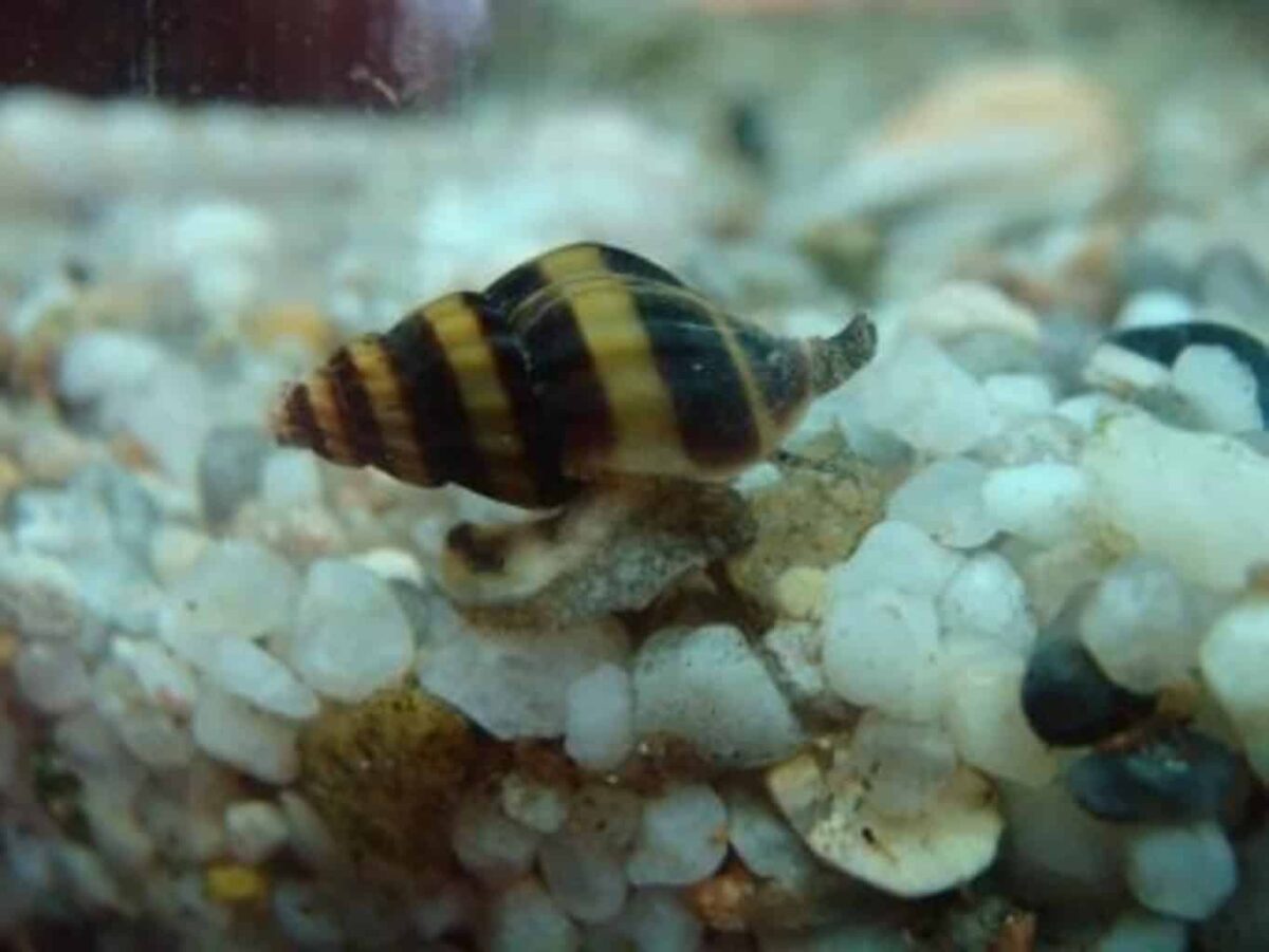 Assassin Snail: Complete and Detailed Care Guide [year]