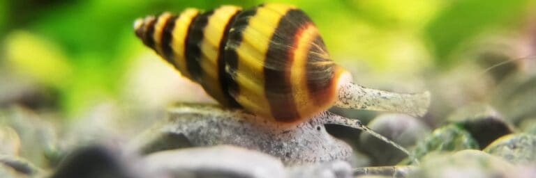 Macro shot of assassin snail in aquarium. Anentome helena.