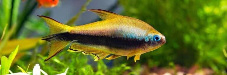 Featured Image - emperor tetra