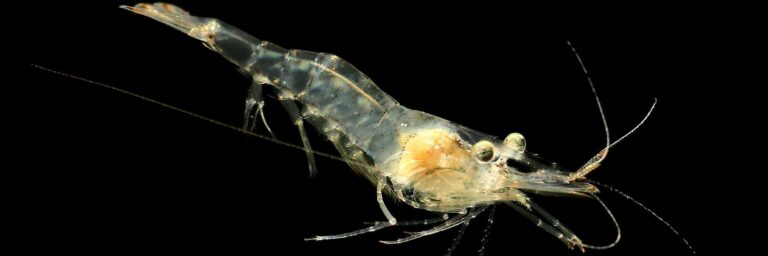Featured Image - pregnant ghost shrimp
