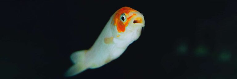 Featured Image - can fish drown